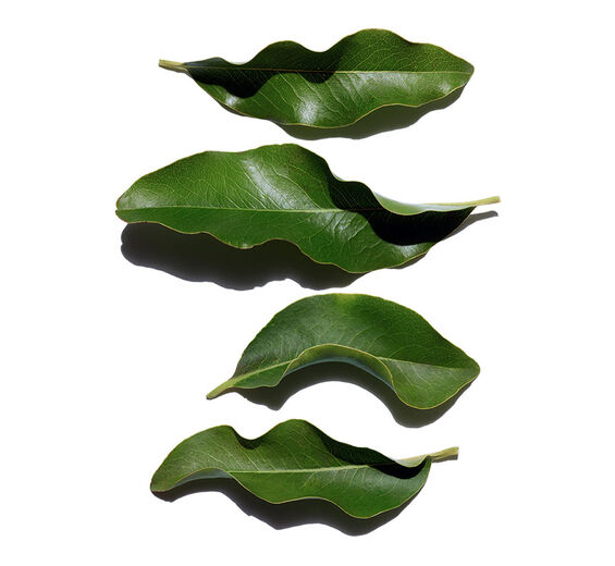 Ébano de África-Extracto de ébano de África bio-Diospyros mespiliformis leaf extract