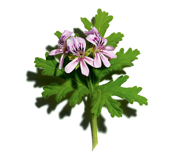 Geranio oloroso-Aceite esencial de geranio oloroso-Pelargonium graveolens flower oil