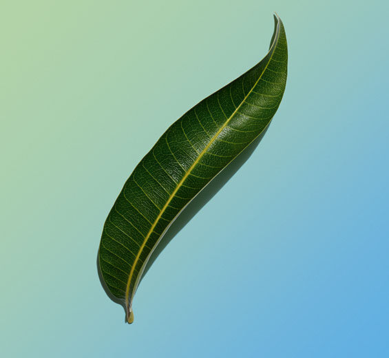 Mango-Extracto de hoja de mango bio-Mangifera indica (mango) leaf extract