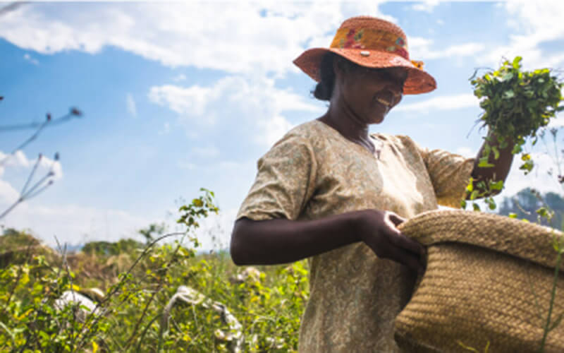 Mujer con sombrero recolectando plantas en el campo